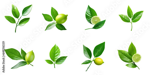 Png Set Isolated green lemon leaf with transparent background and clipping path