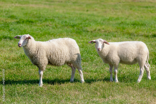 Selective focus of two young sheeps on polder with green meadow, Ovis aries are quadrupedal ruminant mammals typically kept as livestock, Lamb on the grass field in summer, Countryside in Netherlands.