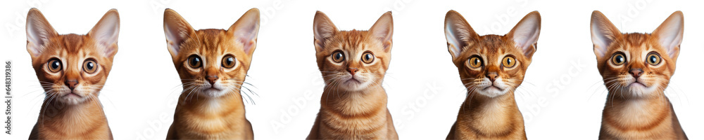 Png Set Red purebred short haired Abyssinian kitten on a transparent background in a cozy home Funny and adorable cats in a postcard concept