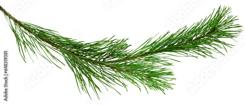 Spruce, fir or pine tree branch ,needles. Fresh forest coniferous sprig. Fluffy twig of winter plant.on transparent, png