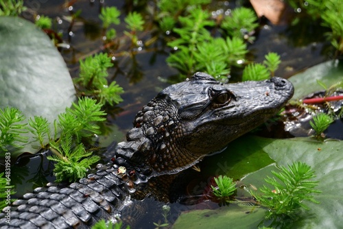 alligator in the swamp