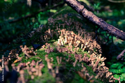 Mushrooms of honey mushrooms grow in the forest A sunny summer or autumn day.