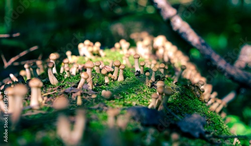 Mushrooms of honey mushrooms grow in the forest A sunny summer or autumn day.