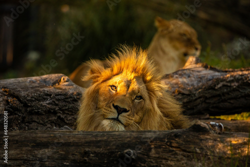 Pair adult Lions playing in zoological garden