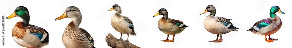 Png Set A solitary male Mallard duck against a transparent background Png Set A solitary male Mallard duck against a transparent background