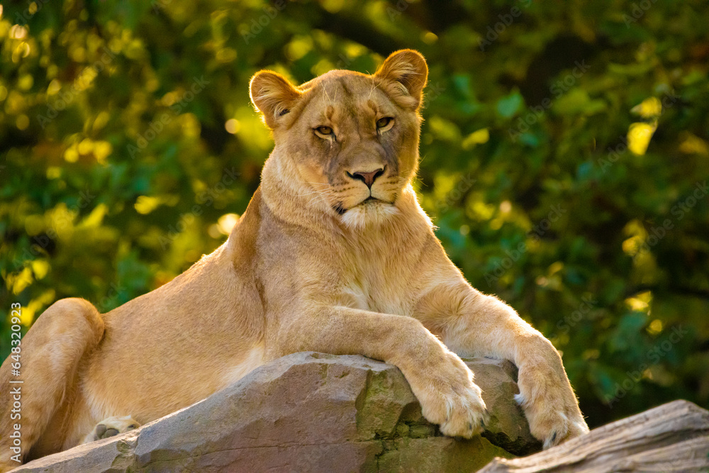 Obraz premium adult Lion playing in zoological garden