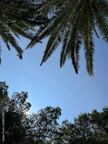 Palm trees with sky above