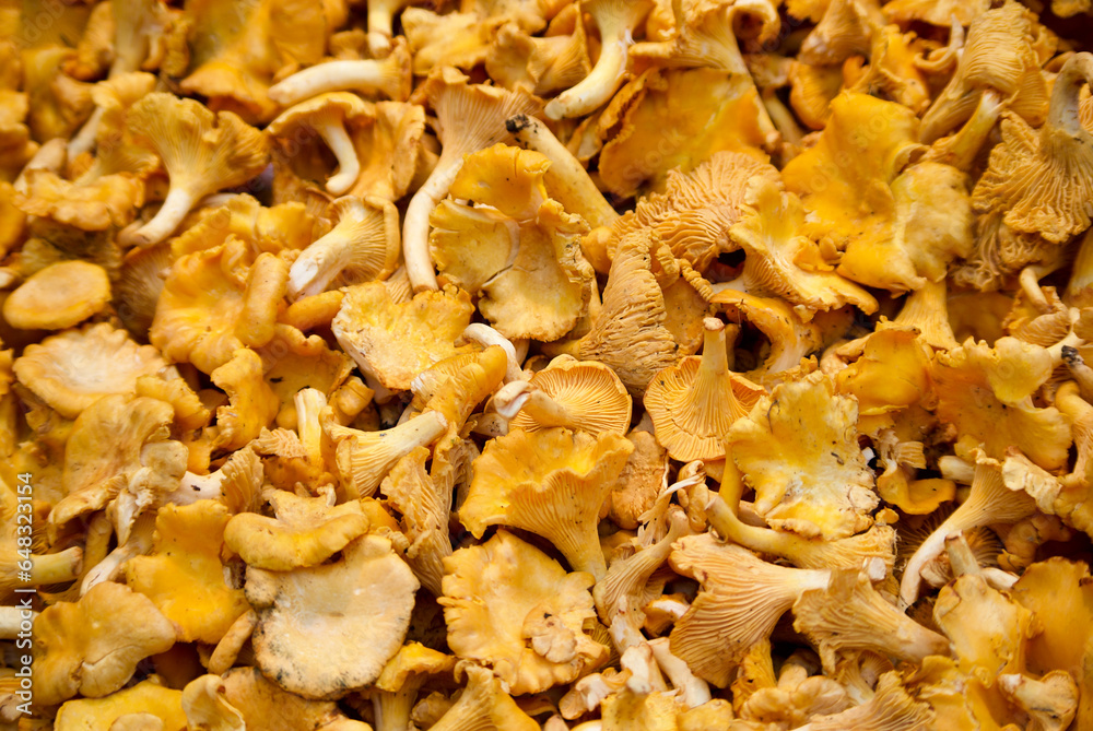 Close-up of golden chanterelles for sale at farmers market in fall. Close-up of golden chanterelles for sale at farmers market in fall.
