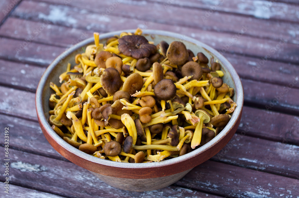Bowl with newly picked funnel chanterelles in fall. Bowl with newly picked funnel chanterelles in fall.