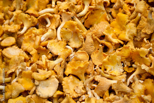 Close-up of golden chanterelles for sale at farmers market in fall. 