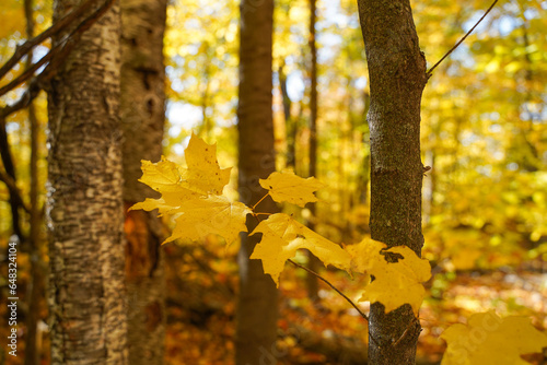 yellow autumn leaves in the woods
