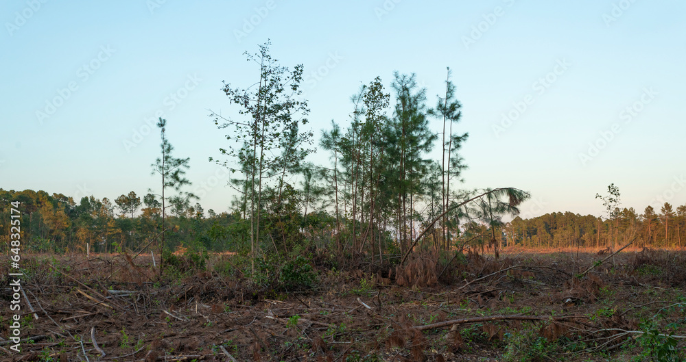 Group of young trees that survived a clear cutting logging operation Group of young trees that survived a clear cutting logging operation