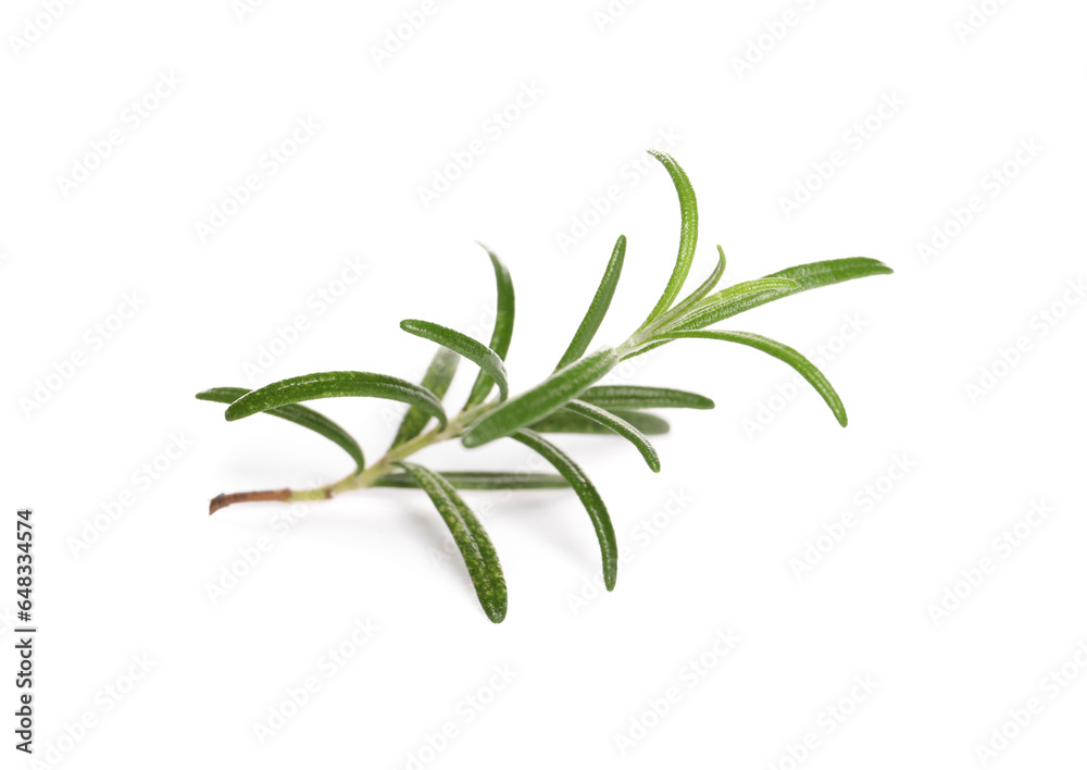 Sprig of fresh rosemary isolated on white Sprig of fresh rosemary isolated on white