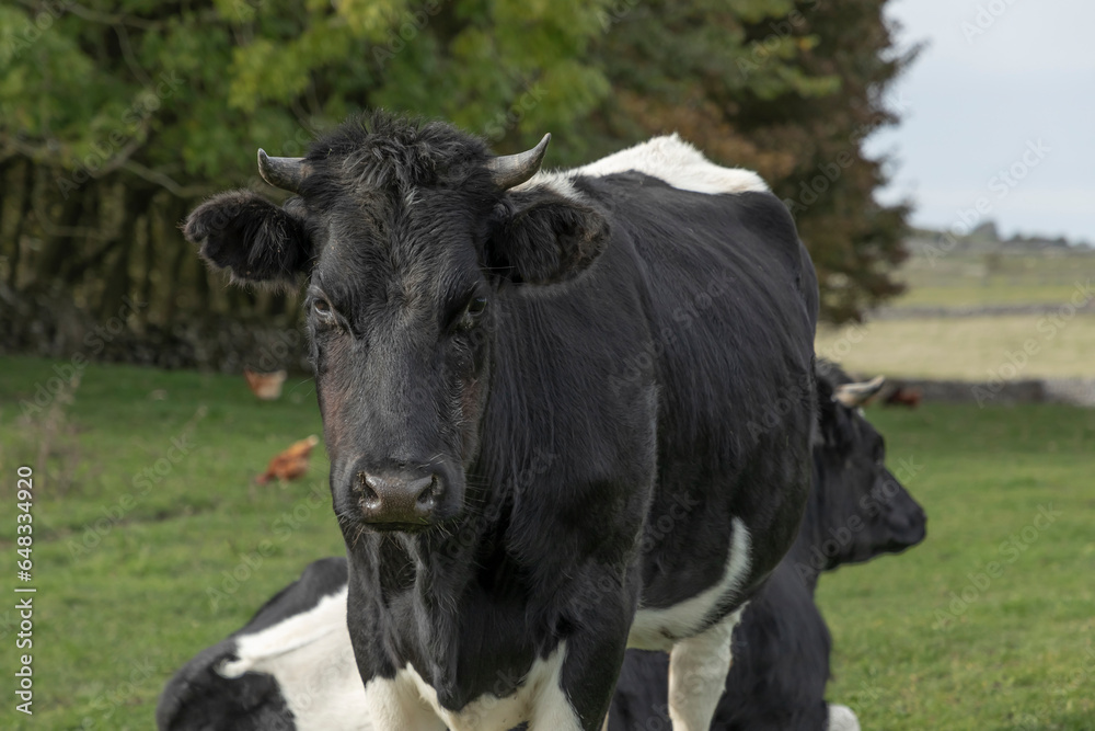 Heiffer black and white cow starting to grow horns Heiffer black and white cow starting to grow horns