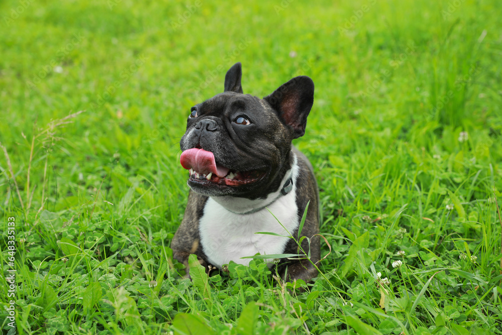 Funny walk. Cute French Bulldog lying on green grass