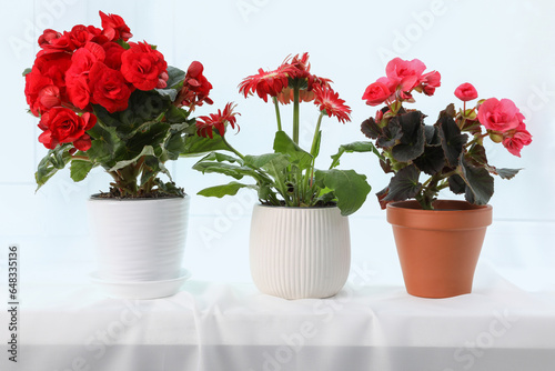 Wallpaper Mural Different beautiful flowers in pots on white window sill Torontodigital.ca