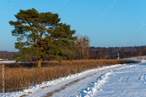 Drzewo przy drodze w zimie.