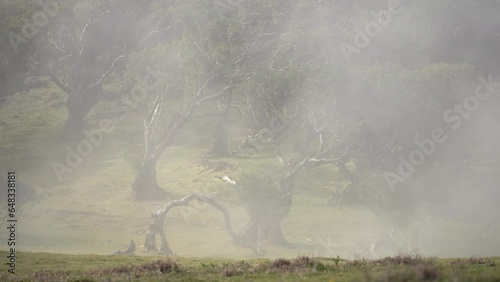 Stunning video footage of Fanal Forest on sunny cloudy foggy weather