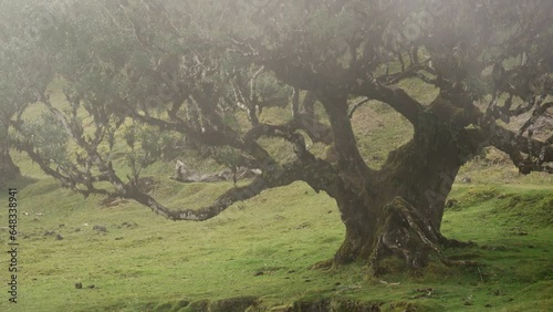 Stunning video footage of Fanal Forest on sunny cloudy foggy weather