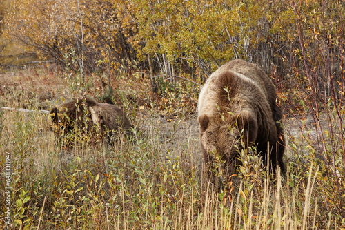 Big brown grizzly bear in north America photo