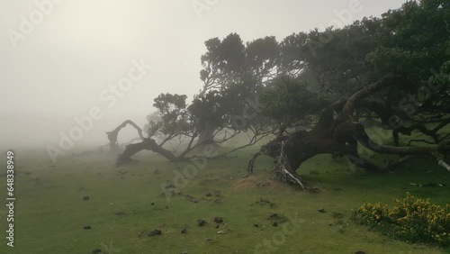 Stunning aerial drone video footage of Fanal Forest on sunny cloudy foggy weather