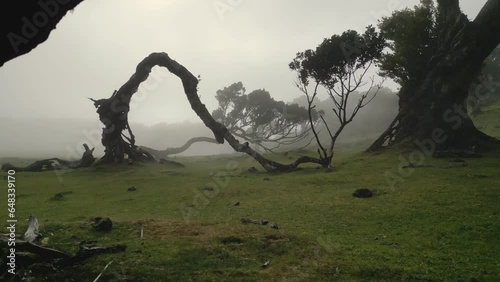 Stunning aerial drone video footage of Fanal Forest on sunny cloudy foggy weather
