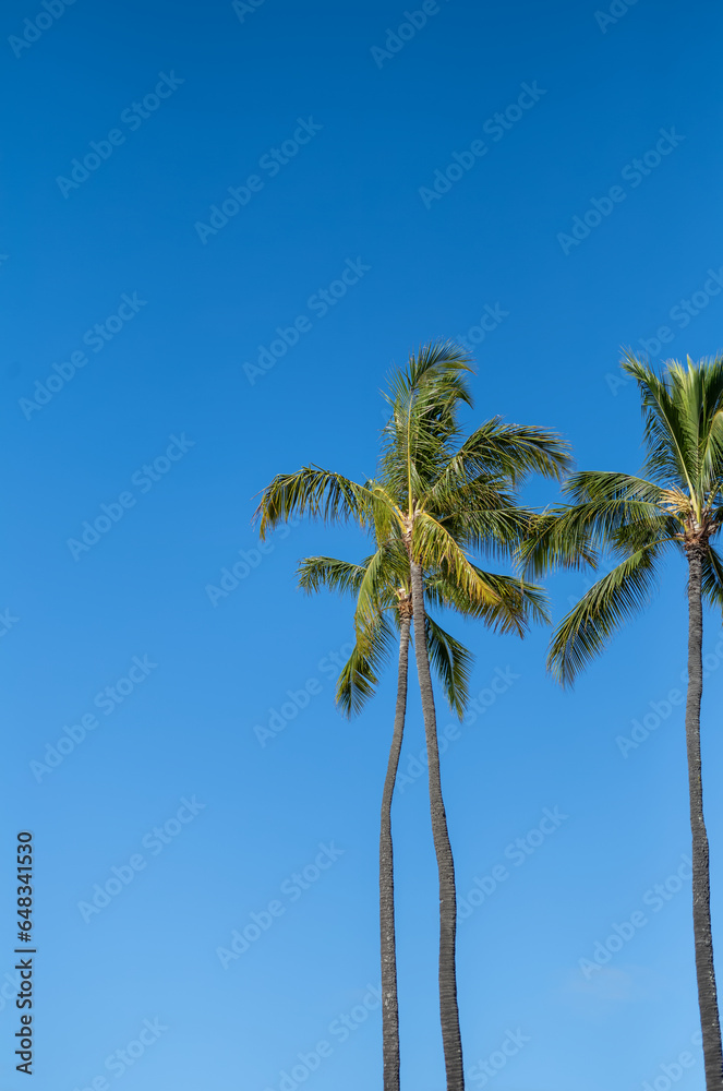 Coconut Palm Trees on Blue Sky Background.