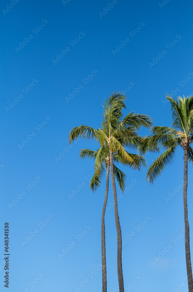 Fototapeta premium Coconut Palm Trees on Blue Sky Background.