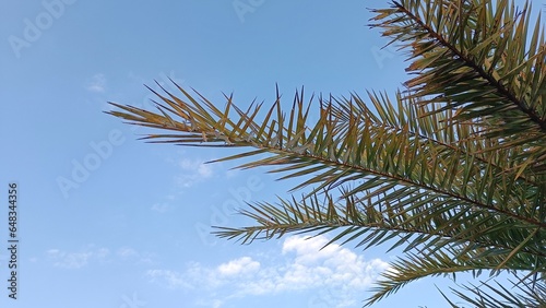 Palm Tree Leaf Tip with a Blue Sky Background