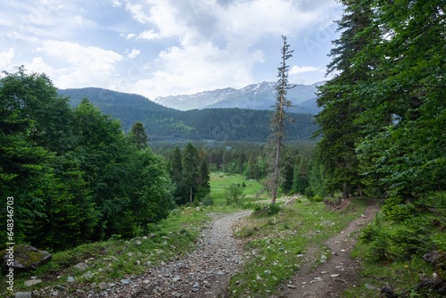 Nature forest for hikeng travel outdoor photo