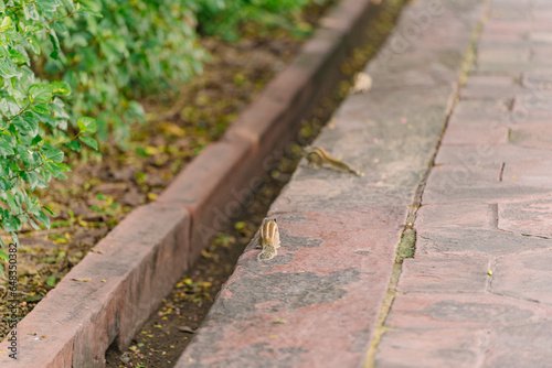 Squirrel is crawling on the rock