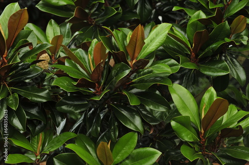 Magnolia leaves brown and green