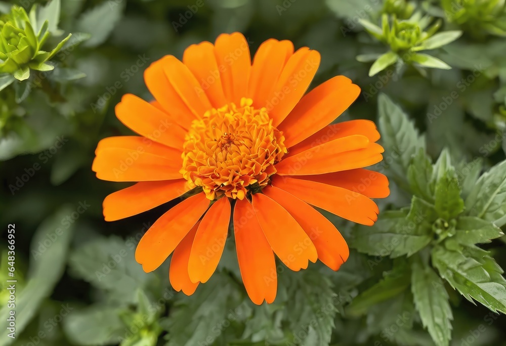 A single orange marigold radiating warmth and positivity. A single orange marigold radiating warmth and positivity.