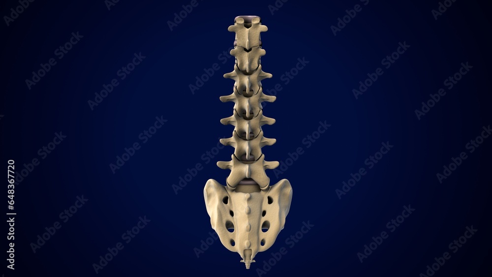 Fototapeta premium male spine anatomy. 3d render