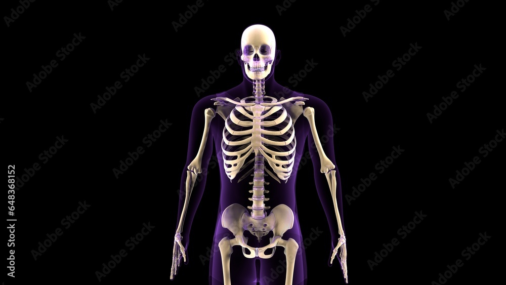 male skeleton vertebral column bones anatomy. 3d illustration male skeleton vertebral column bones anatomy. 3d illustration
