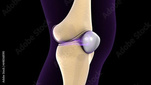 male skeleton vertebral column bones anatomy. 3d illustration