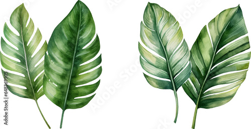 Set of tropical watercolor leaves, Exotic plants, palm leaves, monstera on an isolated white background