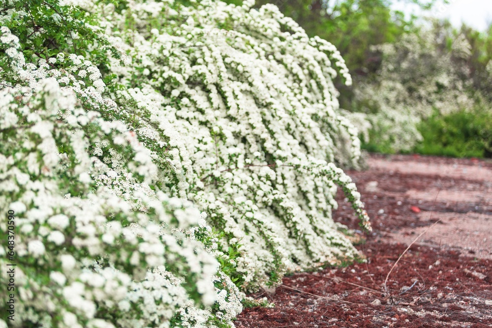 Blooming white three in park. Flower blossom. Blooming white three in park. Flower blossom.