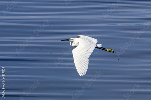 great white heron