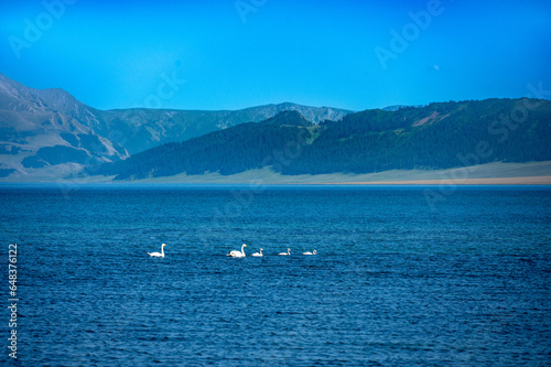 Sayram Lake, swans and mountains