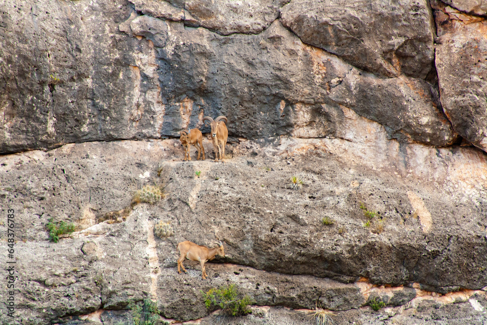 mountain goat on rock