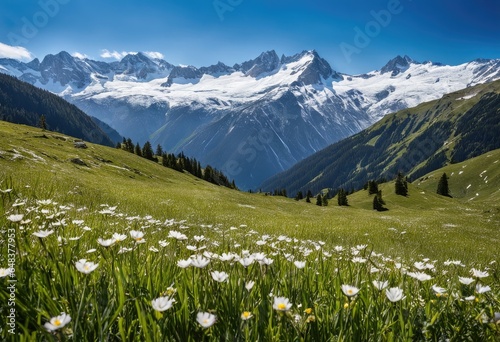 An alpine meadow with snow-capped mountains in the distance © Sohel