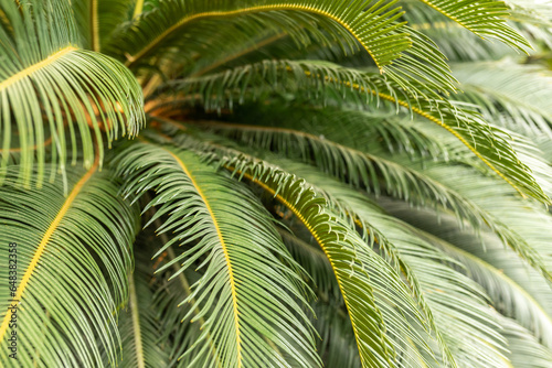 Sun over green palm leaves