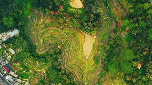 Bali Ubud Tegallalang rice terraces one of the most visited attractions on the island Bali, Indonesia UNESCO WORLD HERITAGE 4K  photo