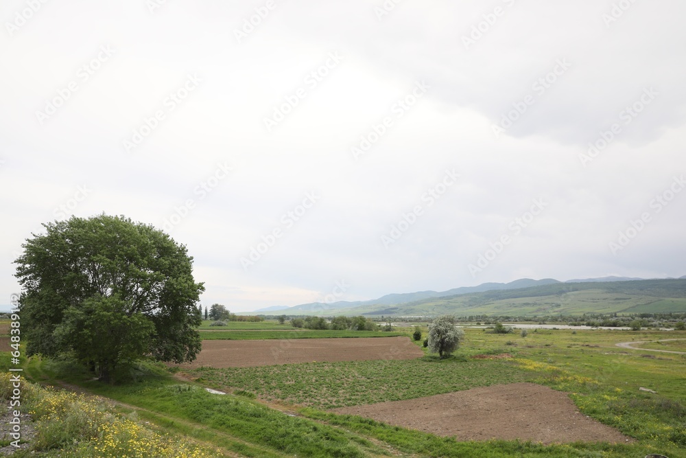 Obraz premium Picturesque view of tree growing in field on cloudy day