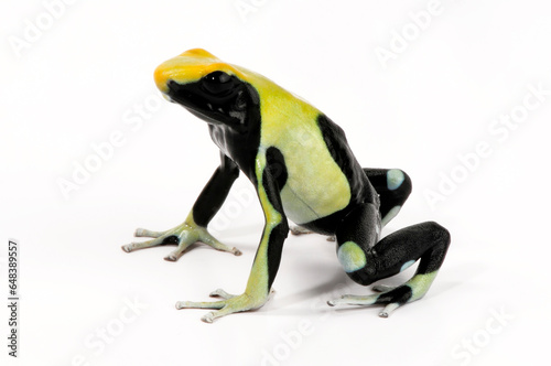 Färberfrosch // Dyeing poison dart frog (Dendrobates tinctorius) - ”Atachi Bakka" - Surinam
