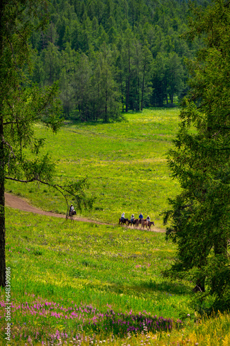 Fototapeta Naklejka Na Ścianę i Meble -  horse in the mountain