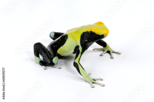 Dyeing poison dart frog // Färberfrosch (Dendrobates tinctorius) - ”Atachi Bakka