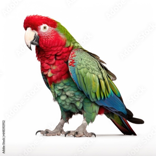 Thick-billed parrot bird isolated on white background.