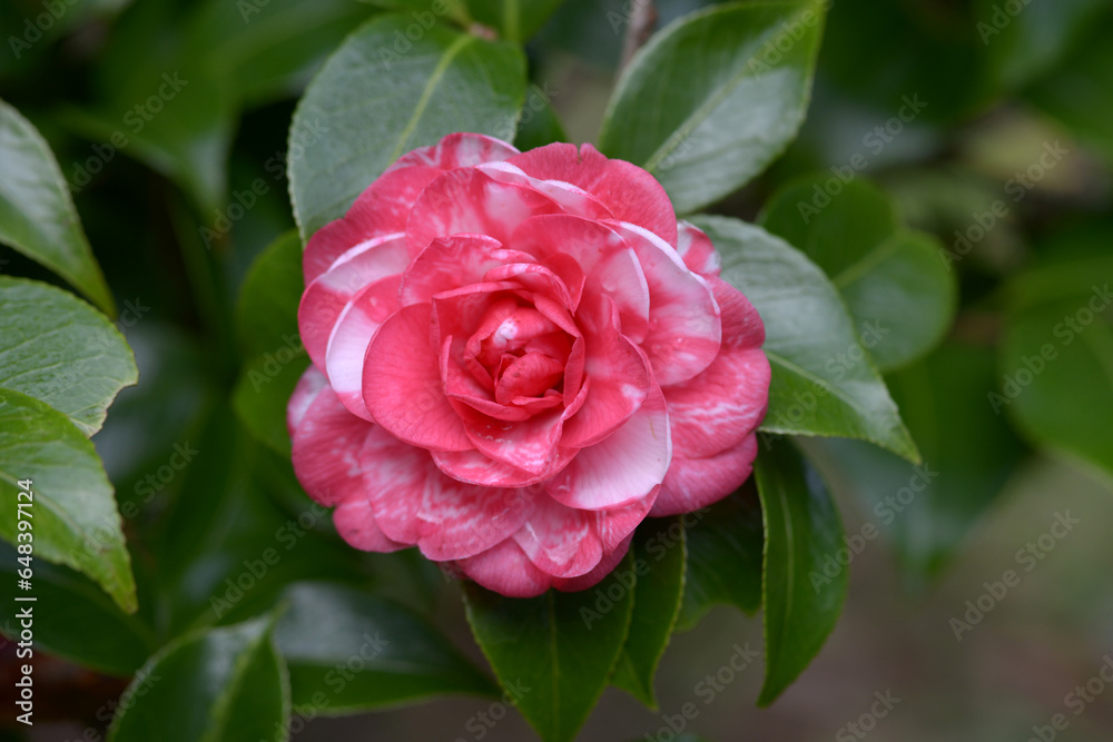 菊冬至 ツバキ 菊冬至 ツバキ